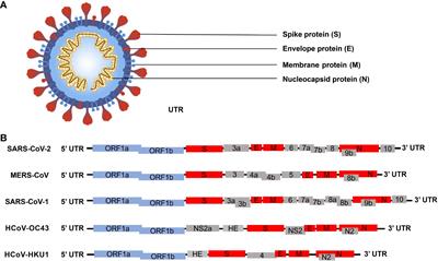 Molecular characterization of SARS-CoV-2 nucleocapsid protein